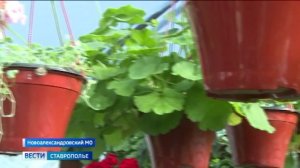 Социальные контракты помогают ставропольцам развивать бизнес