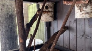 Содержание черных белок в вольере.Зима прошла.