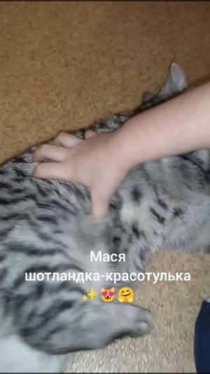 Котэ