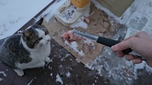 🔥три кота и Гости, сразу три выпуска!