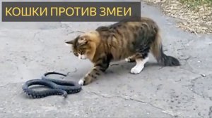 Кошки против змеи (История, огород, дом, нашествие змея, паводок, наводнение, домашние животные)