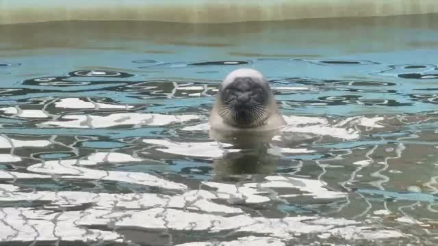 КАЦУНОРИ! МАШИРО! ЦУКИ! Обычный спокойный день с кольчатыми нерпами в Токкари