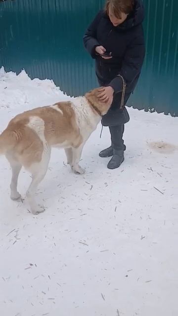 Ласковая красавица - охранница САО Чили 🌸 ищет 🏠❗Пост в описании  🎥  #собака #алабай #сао #любовь