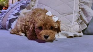 Девочка Кавапу