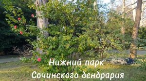 Нижний парк Сочинского дендрария - часть парка разделённая Курортным проспектом. Показываю, смотрите