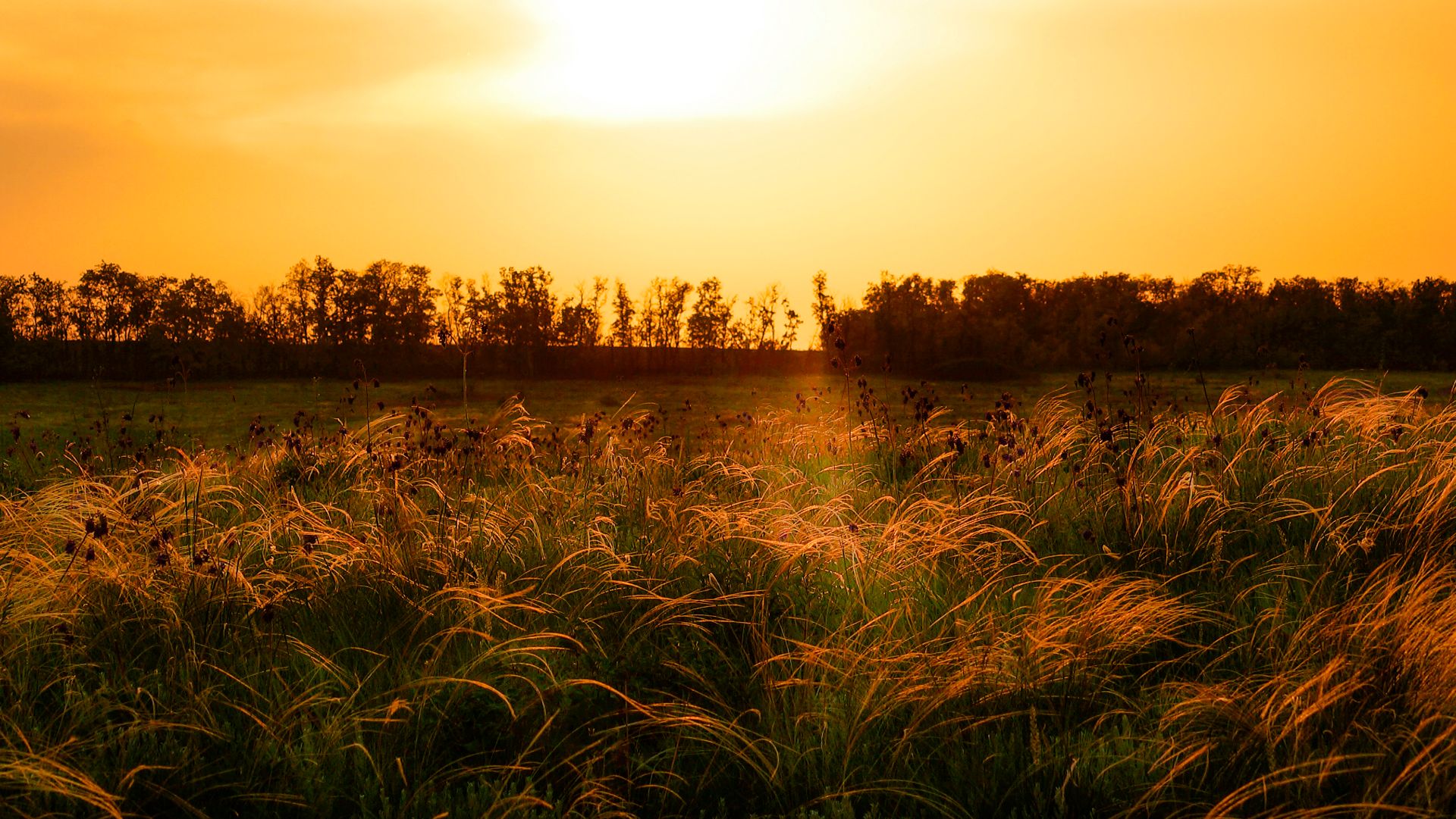 Субботняя прогулка 3. Лето.