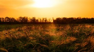 Субботняя прогулка 3. Лето.