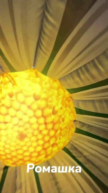 ТОП‑3 надувных гирлянд к 8 Марта — Фэнтези, Ромашка и Яблоня с подсветкой | АэроМир #shorts