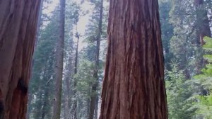 Высадка Секвойи в парке НЕЛЖА.РУ: Саша Холодный