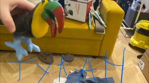 Мой тукан танцует под песню гумибер капусак ещё такого никогда не ожидал