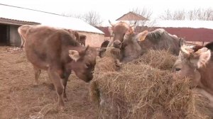 "Агростартап". Как фермер развивает молочное хозяйство в Елховском районе