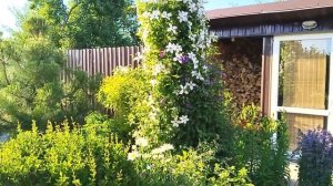 Сад - Огород 10 соток🌿 Как я Всё Успеваю.Обычный День за Городом, с Максимальной Пользой #garden 🌿