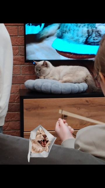котокафе смотреть онлайн