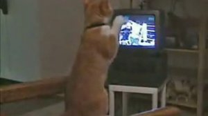 cat_boxing