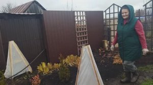 Укрываю молоденькие туи. Удобно и быстро, без заморочек!