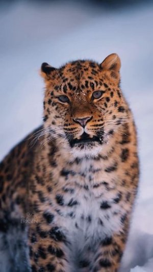 Красивая кошка