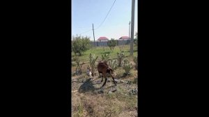 10 Харламова