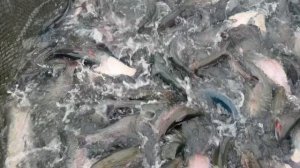 Форелька чувствует себя отлично