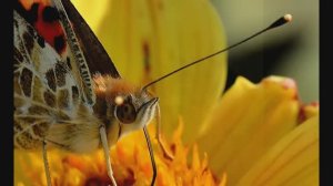 Сборник моих фотографий 2017  30 часть