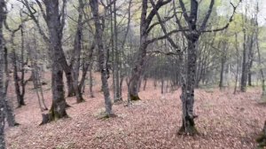 Красивый лес Гуамское ущелье