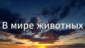 В мире животных