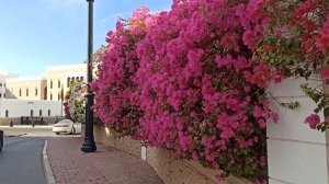 Сколько тут бугенвиллий!