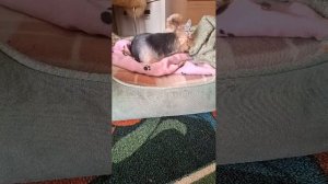 Сонная подружка😊