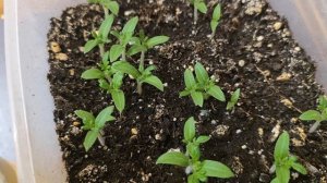 Рассада на подоконнике без лампы толстая и коренастая, вот в чем секрет!