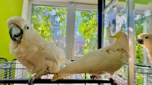 ЧТО ДЕЛАЕТСЯ, попугайкины страсти! Кеша уже сидит с Кирой хвостик к хвостику, а Жора весь на нервах!