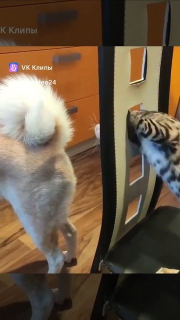 как бы достать этот пушистый шарик