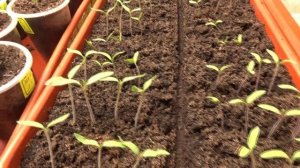 ПОСЕВЫ 2026-37.  Первый уход. Рыхление посевов томатов.