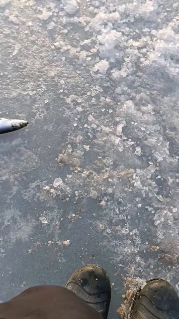 Ловля селедки на махалки и блесна Swarovski 3 см с 2 кристаллами от Mr. Musurok