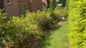 🌳🌲🌳🌸🌺 прогулка