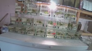 Тернеция с нереста, Данио на нерест 20 пар, работаем