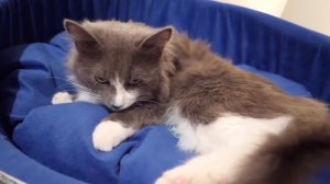 Magic family операция кисы-Алисы