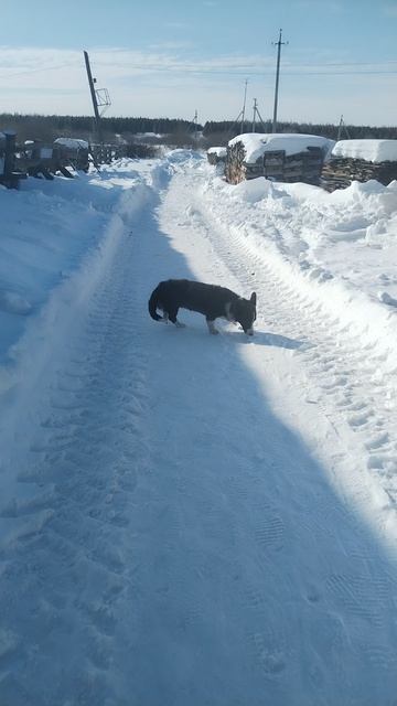 Урра. Собака начинает ходить. Кто молодец? Я молодец.