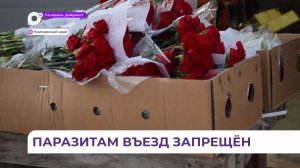 В Приморье запретили ввоз более 70 тысяч заражённых импортных цветов