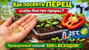 Как посеять перец, чтобы он быстро пророс? Проверенный способ 100% всходов, даже без замачивания