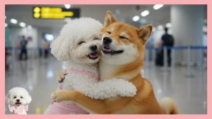 Добро пожаловать в Корею, малыш! | Путешествие мамы-сибы и щенка по Корее. Серия 1 🐶