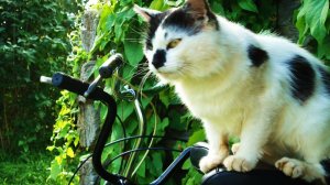 На велосипеде...