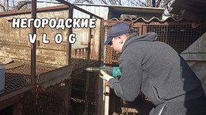 Разбираем клетки. Малыши на прогулке. 01.03.26