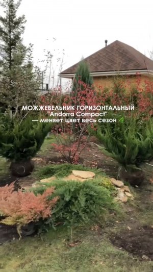 Можжевельник горизонтальный «Andorra Compact» — меняет цвет весь сезон 🌿