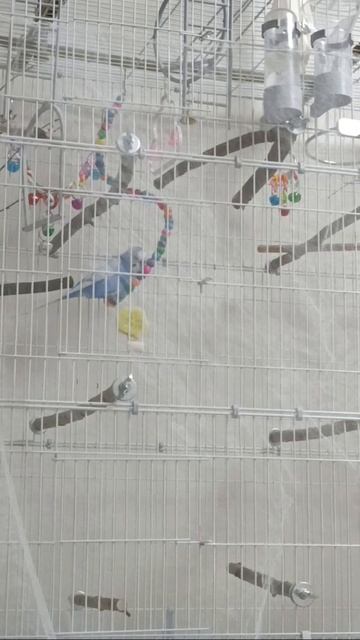 Забавный попугай 🤓 #shorts #попугай #забавныеживотные #смешнойпопугай