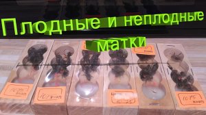 Плодные и неплодные матки пчёл | Ответ профессора Кашковского