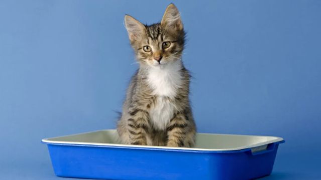 Какой наполнитель выбрать для кошачьего туалета