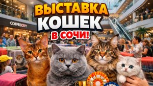 Выставка кошек  в ТЦ SUN CITY г. Сочи февраль-март 2026