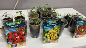 Выращивание земляники от посева до сбора урожая.