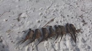 охота на ФАЗАНА с верным другом