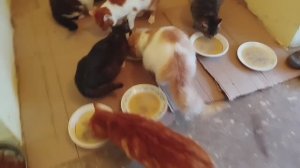 Новости кошачьего прайда.