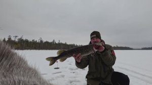 ОСТАВИЛ ЖЕРЛИЦЫ НА НОЧЬ И ОБАЛДЕЛ. СХВАТИЛ ЩУКУ ЗА ЖАБРЫ И ПОНЕСЛАСЬ. БОЙКИЕ ОКУНИ КЛЮЮТ НА ВСЁ
